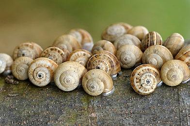 《夺宝奇兵：古老之圈》1.0补丁上线 Steam在线峰值6598人