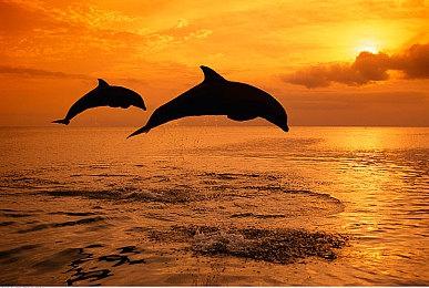 《彩虹六号：异种》新干员Fuze介绍 霰射炸药咚咚咚